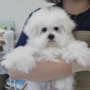 LOVING PET | 안산애견 모량빵빵 예쁜 아이들이 많은 LOVING PET