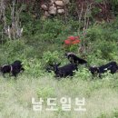 도내흑염소 이미지