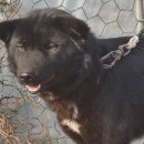 하룻 강아지 이미지