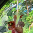 퍼피야미 이미지