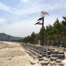 관성솔밭해변 쿠키뉴스