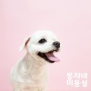 애니네 반려견 미용실 이미지