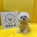 뽀송뽀송강아지미용실 이미지