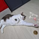 멍잎 | 🍭캣잎사탕 처음 줬더니 이런 반응이? 🙀 칠구의 솔직 후기😻고양이 장난감 추천! 캣잎사탕에 푹 빠진 칠구😹