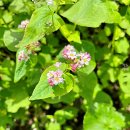 조천읍 와흘메밀마을 이미지