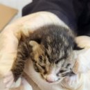 진전면922 이미지