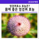 (주)DHP제약 이미지