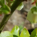 베리피