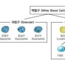 백혈구 종류와 역할, 정상 수치, 감소증 증가증 의심 질환 이미지