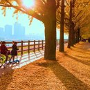 “은행나무 350그루가 하늘을 덮는다”… 11월 3일 전후 황금빛 절정 기대되는 가을 산책길 이미지