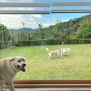 댄싱도그 이미지