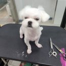 동이애견 네이버블로그