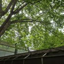 306동 309동 집하장 지붕 간섭 나무 전지작업. 물받이 청소 보수 작업 입니다. 이미지