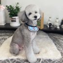 Dog.(독점) 이미지