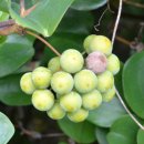 구좌공설묘지 이미지