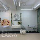 강남유치원 | 강남 애견카페 논현동 유치원 후기, 뛰어놀기 좋았던 독스아일랜드 논현점