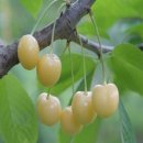 신천리슈퍼 이미지