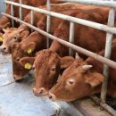 석청농장 이미지