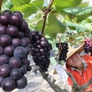 한국 축산 농원 이미지