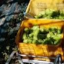 산우 농장 이미지