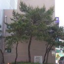 소나무세탁소 Daum카페