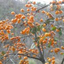 환영2농장 이미지