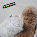 애견호텔 몽몽 이미지