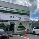 루시드펫
