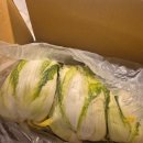 경주 건천 비상 3 | 포항경주 절임배추 맛집 :) 전국택배 ! (건천꽃내체팜)