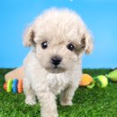 동양애견 강아지분양 고양이분양 | 보령강아지분양 동양애견에서 상담받았어요