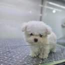 청주강아지분양 애견입양 애견미용 바른펫 이미지