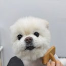 마리애견 이미지