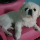 통통이네 이미지