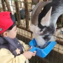 동막목장 이미지