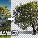 이미지 따는 이 방법을 알까? 초간단 3가지 방법 _Madia Designer 이미지