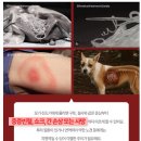 플러스미 | 강아지진드기퇴치제 추천! 성분부터 확인하고 선택한 헤잇미 플러스 스프레이 후기