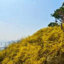 개나리 | 서울 개나리 명소 응봉산 개나리 축제 방문후기