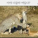 금마 이미지