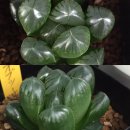 수정칼라 이미지