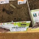 남정초교(병설유치원) 이미지