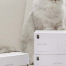 강아지공작소 이미지