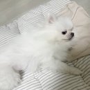 럭키 | 반려견 꿀잠 보장 [도로로 침대] 럭키의 후기🍀