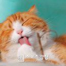 하이펫동물병원 이미지