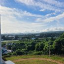 로얄트리 이미지