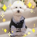 화동 | 결혼식 이벤트 강아지 턱시도 입고 화동(화견) 후기