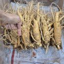 강화인삼협동조합 이미지