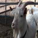 영만농장 이미지