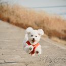 강아지song 네이버블로그