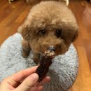 삼형제 펫푸드 이미지