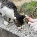 츄르한입 이미지